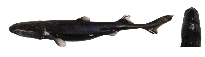 Etmopterus pusillus_03.jpg